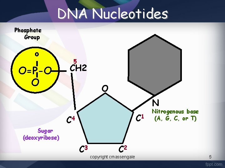 DNA Nucleotides Phosphate Group O O=P-O O 5 CH 2 O N C 1