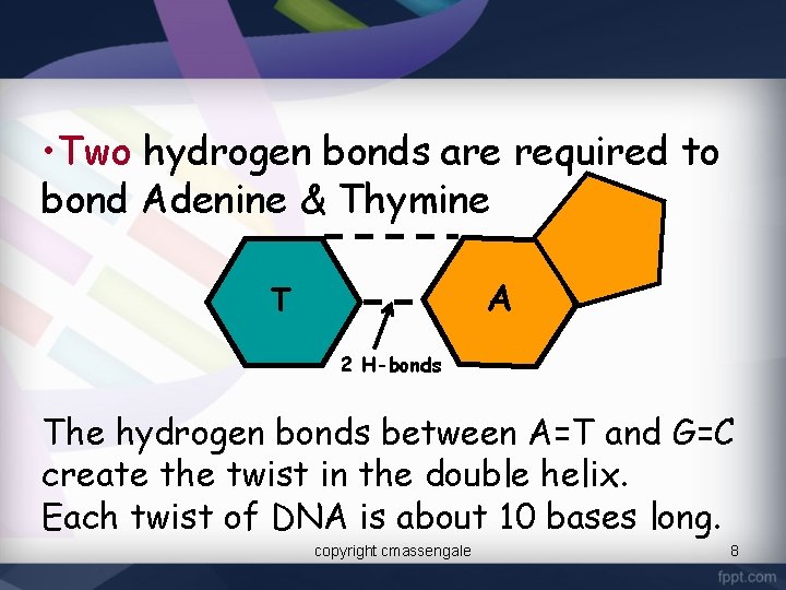  • Two hydrogen bonds are required to bond Adenine & Thymine A T