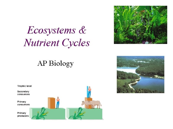 Ecosystems & Nutrient Cycles AP Biology 