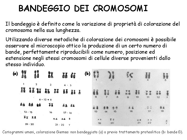 BANDEGGIO DEI CROMOSOMI Il bandeggio è definito come la variazione di proprietà di colorazione