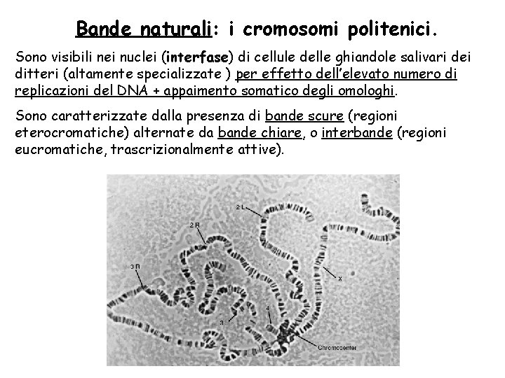 Bande naturali: i cromosomi politenici. Sono visibili nei nuclei (interfase) di cellule delle ghiandole