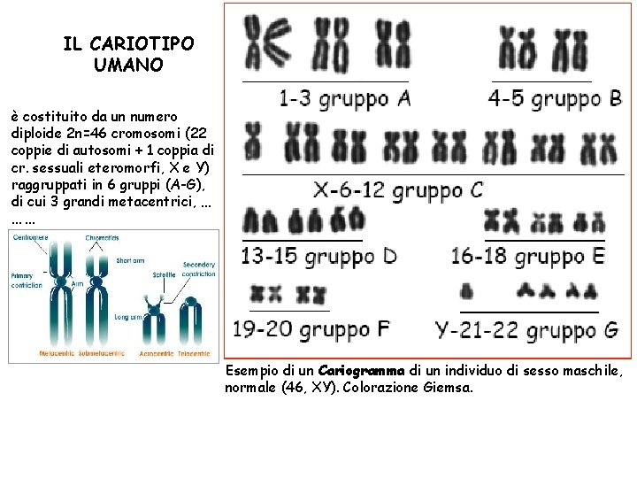 IL CARIOTIPO UMANO è costituito da un numero diploide 2 n=46 cromosomi (22 coppie