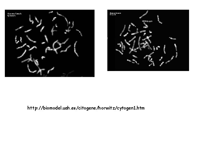 http: //biomodel. uah. es/citogene/horwitz/cytogen 1. htm 