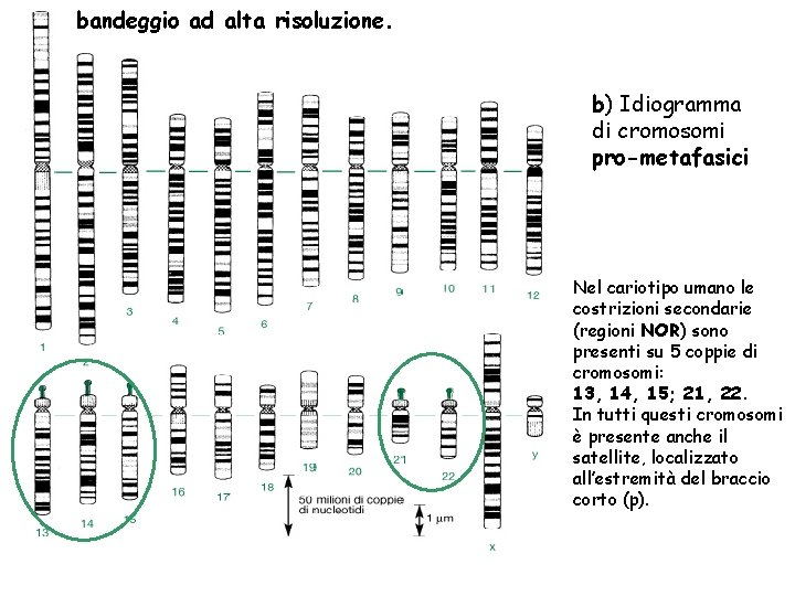 bandeggio ad alta risoluzione. b) Idiogramma di cromosomi pro-metafasici Nel cariotipo umano le costrizioni