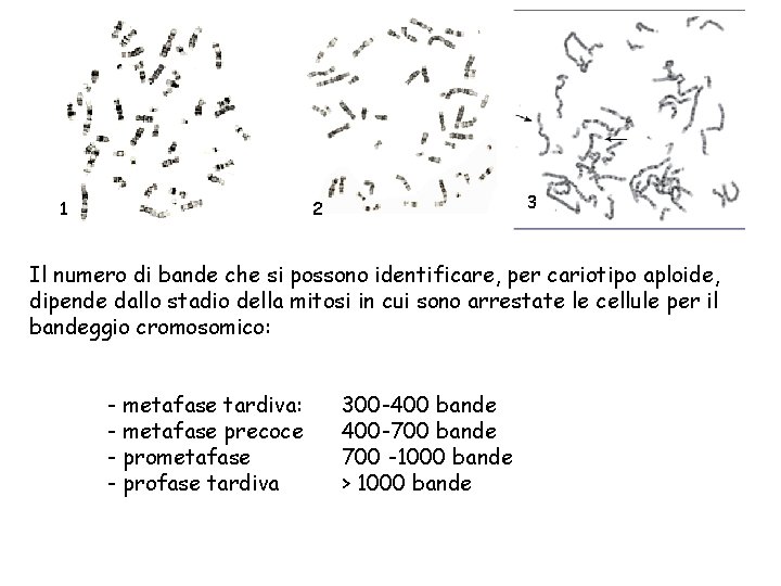 1 3 2 Il numero di bande che si possono identificare, per cariotipo aploide,