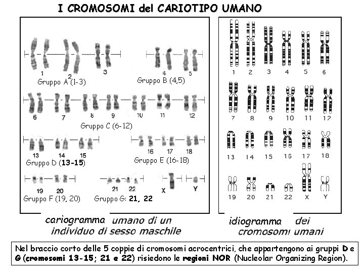 I CROMOSOMI del CARIOTIPO UMANO Gruppo B (4, 5) Gruppo A (1 -3) Gruppo