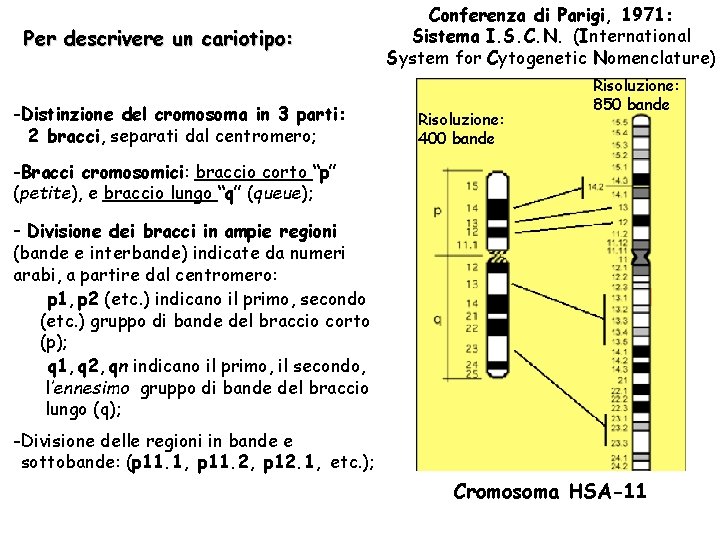 Per descrivere un cariotipo: -Distinzione del cromosoma in 3 parti: 2 bracci, separati dal