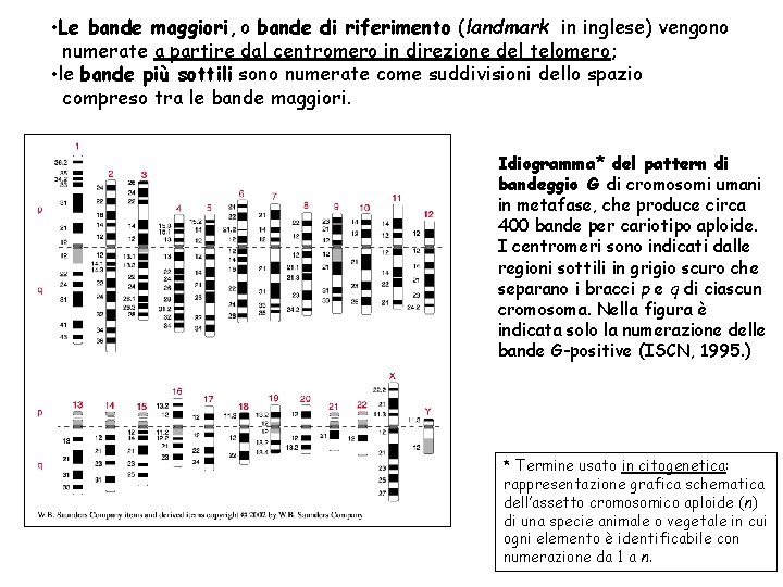  • Le bande maggiori, o bande di riferimento (landmark in inglese) vengono numerate