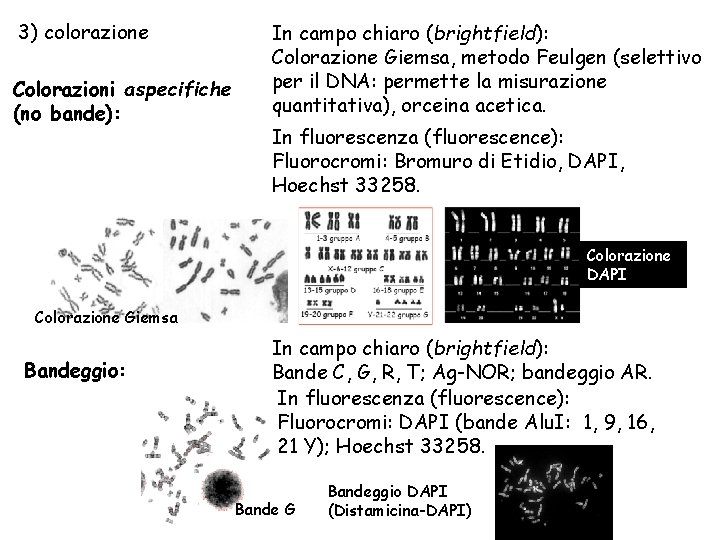 3) colorazione Colorazioni aspecifiche (no bande): In campo chiaro (brightfield): Colorazione Giemsa, metodo Feulgen