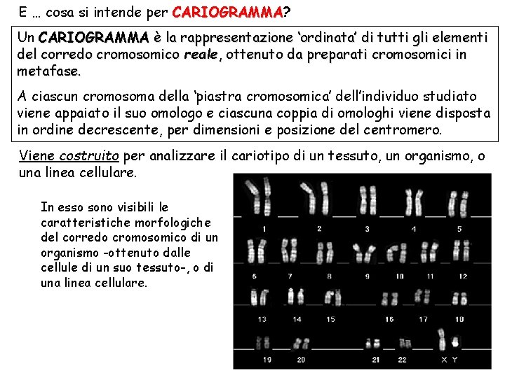 E … cosa si intende per CARIOGRAMMA? CARIOGRAMMA Un CARIOGRAMMA è la rappresentazione ‘ordinata’