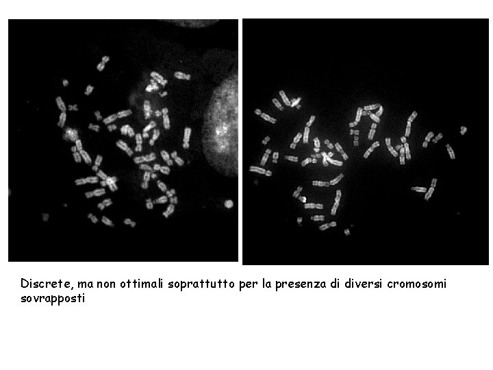 Discrete, ma non ottimali soprattutto per la presenza di diversi cromosomi sovrapposti 