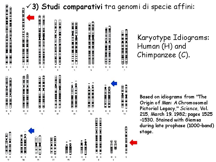 ü 3) Studi comparativi tra genomi di specie affini: Karyotype Idiograms: Human (H) and