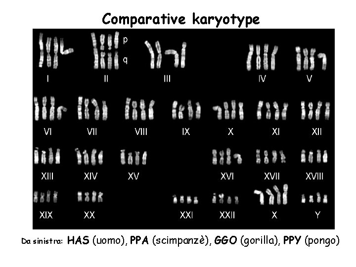 Comparative karyotype Da sinistra: HAS (uomo), PPA (scimpanzè), GGO (gorilla), PPY (pongo) 