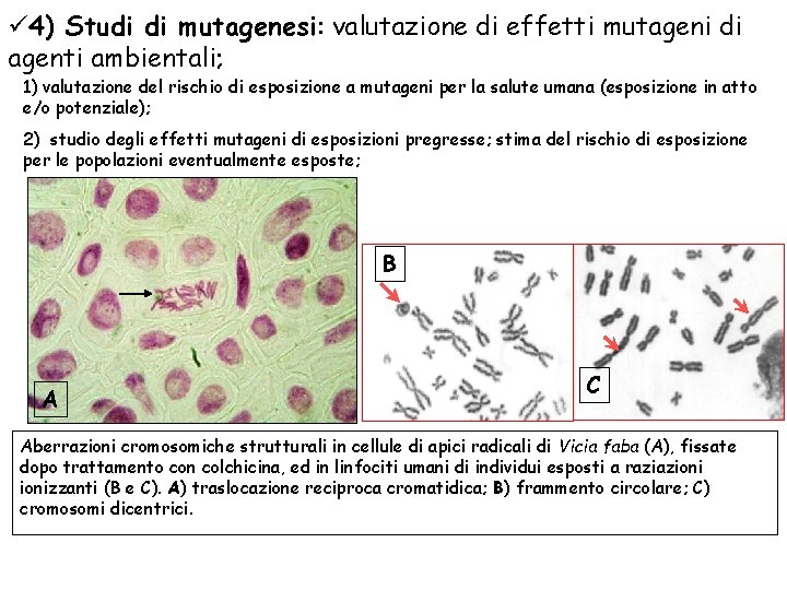 ü 4) Studi di mutagenesi: valutazione di effetti mutageni di agenti ambientali; 1) valutazione