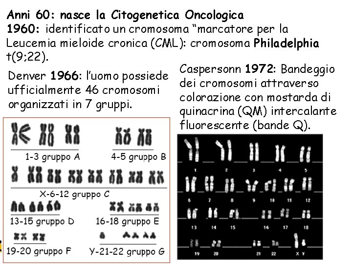 Anni 60: nasce la Citogenetica Oncologica 1960: identificato un cromosoma “marcatore per la Leucemia