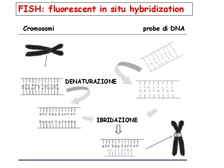 FISH: fluorescent in situ hybridization Cromosomi probe di DNA DENATURAZIONE IBRIDAZIONE 