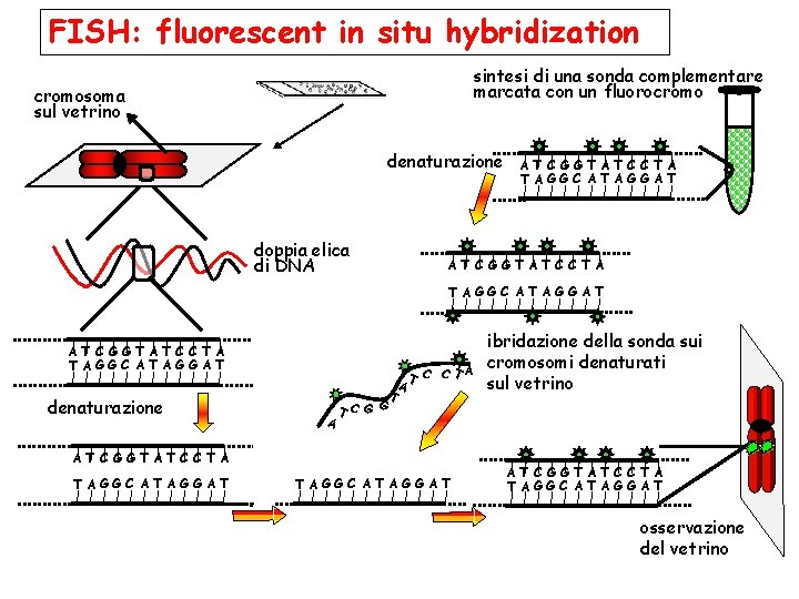 FISH: fluorescent in situ hybridization sintesi di una sonda complementare marcata con un fluorocromosoma