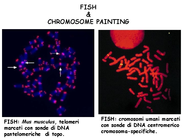 FISH & CHROMOSOME PAINTING FISH: Mus musculus, telomeri marcati con sonde di DNA pantelomeriche