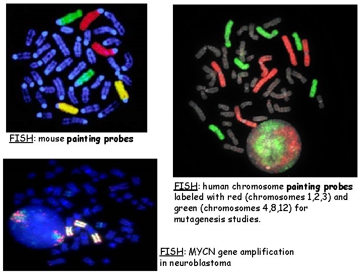 FISH: mouse painting probes FISH: human chromosome painting probes labeled with red (chromosomes 1,