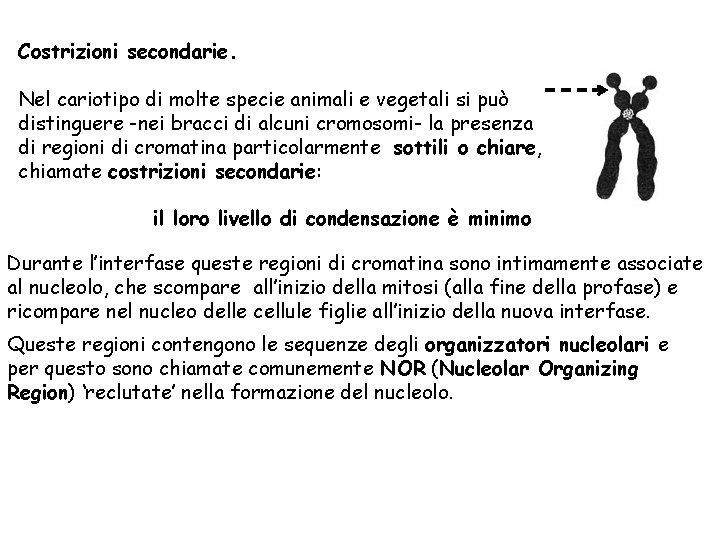 Costrizioni secondarie. Nel cariotipo di molte specie animali e vegetali si può distinguere -nei