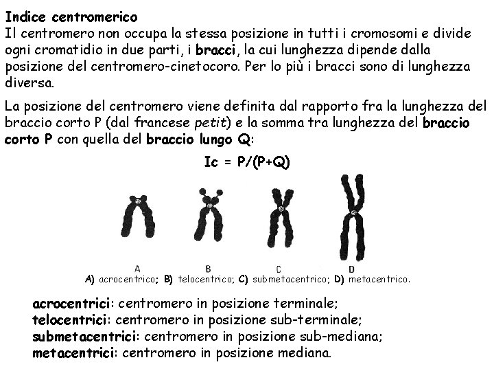 Indice centromerico Il centromero non occupa la stessa posizione in tutti i cromosomi e