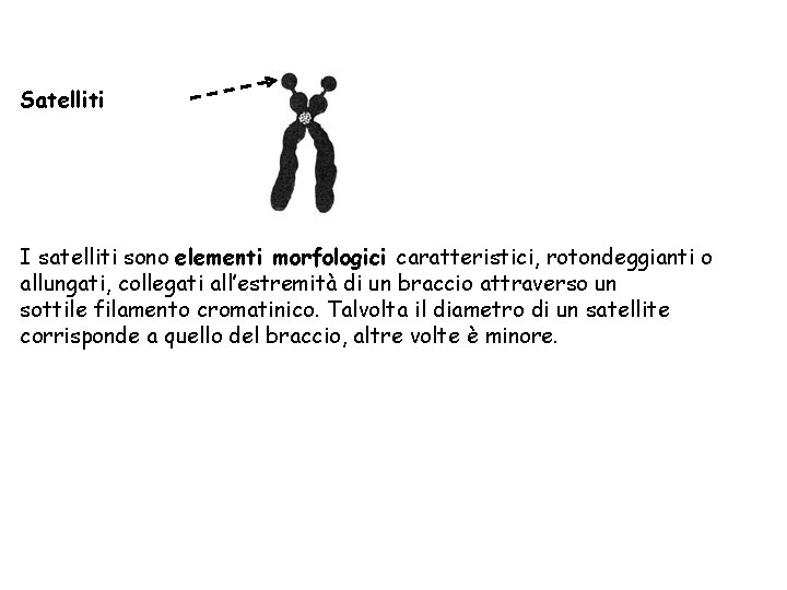 Satelliti I satelliti sono elementi morfologici caratteristici, rotondeggianti o allungati, collegati all’estremità di un