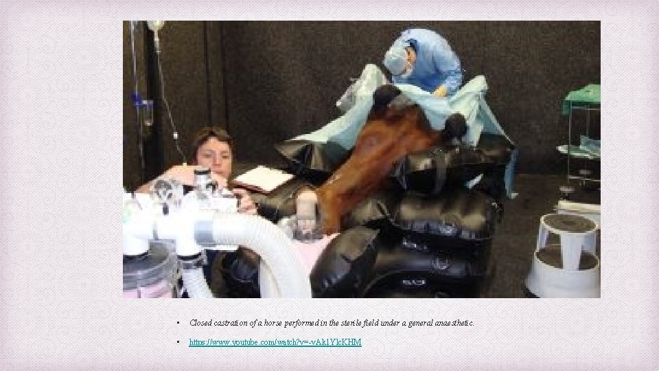  • Closed castration of a horse performed in the sterile field under a