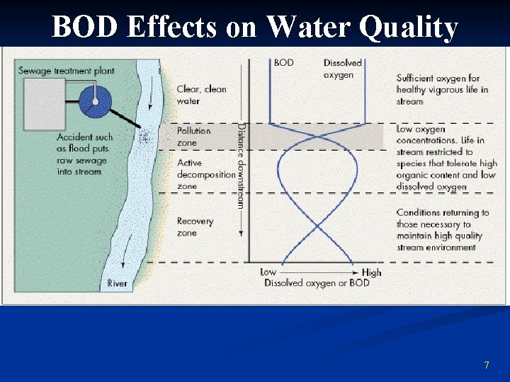 BOD Effects on Water Quality 7 