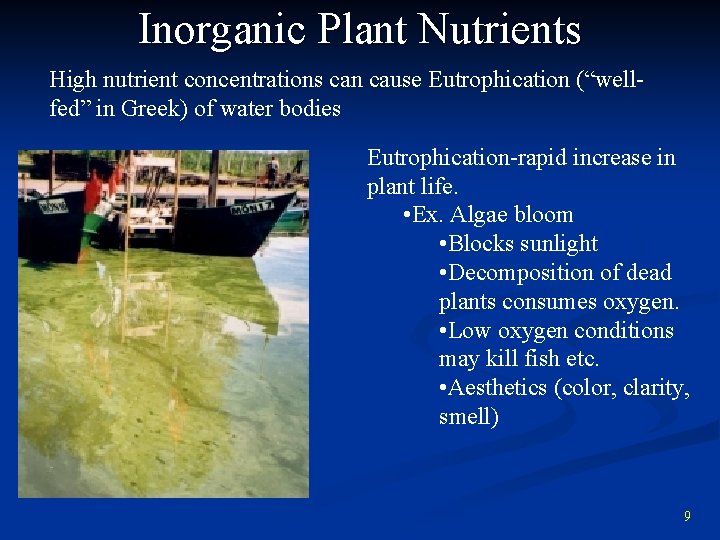 Inorganic Plant Nutrients High nutrient concentrations can cause Eutrophication (“wellfed” in Greek) of water
