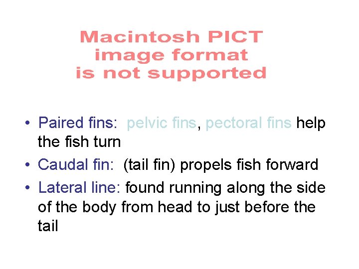  • Paired fins: pelvic fins, pectoral fins help the fish turn • Caudal