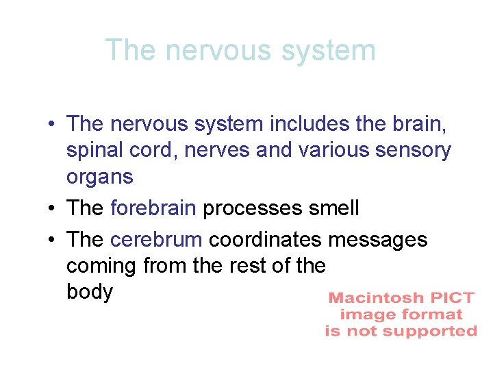 The nervous system • The nervous system includes the brain, spinal cord, nerves and