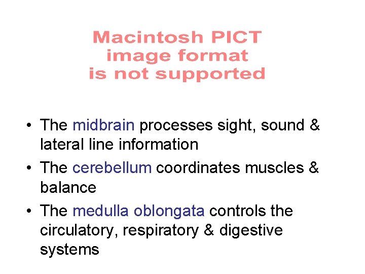  • The midbrain processes sight, sound & lateral line information • The cerebellum