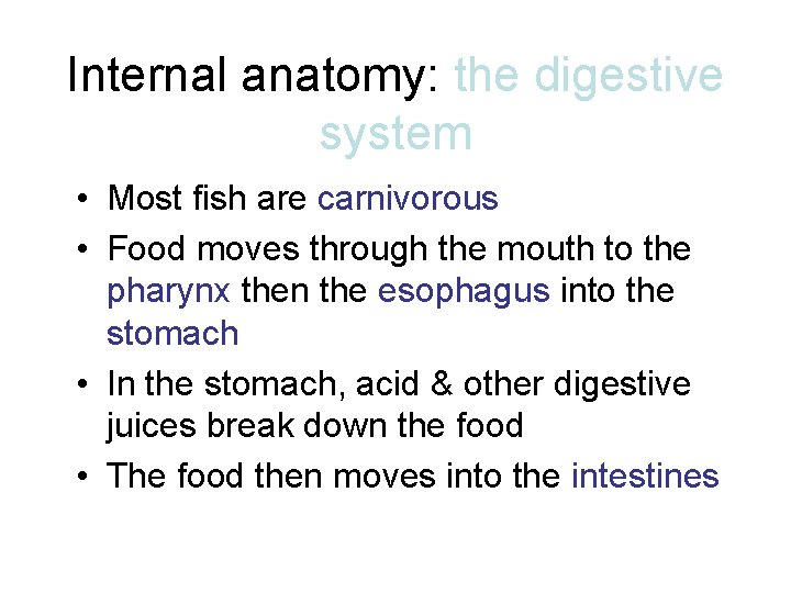 Internal anatomy: the digestive system • Most fish are carnivorous • Food moves through