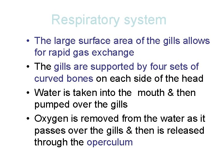 Respiratory system • The large surface area of the gills allows for rapid gas