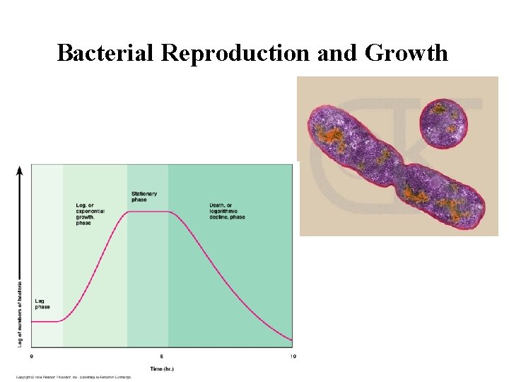Bacterial Reproduction and Growth 