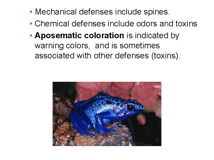 • Mechanical defenses include spines. • Chemical defenses include odors and toxins • • Mechanical defenses include spines. • Chemical defenses include odors and toxins •