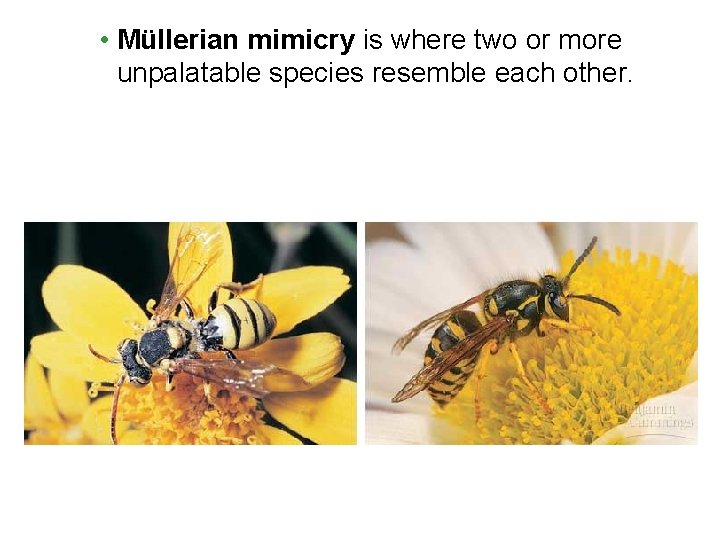 • Müllerian mimicry is where two or more unpalatable species resemble each other. • Müllerian mimicry is where two or more unpalatable species resemble each other.