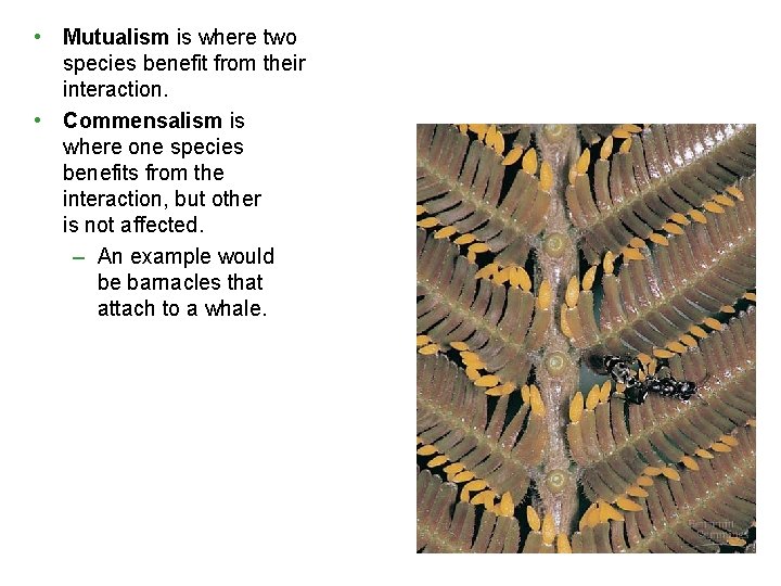 • Mutualism is where two species benefit from their interaction. • Commensalism is • Mutualism is where two species benefit from their interaction. • Commensalism is