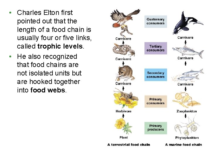 • Charles Elton first pointed out that the length of a food chain • Charles Elton first pointed out that the length of a food chain