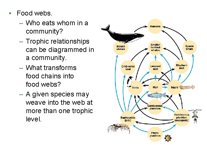 • Food webs. – Who eats whom in a community? – Trophic relationships • Food webs. – Who eats whom in a community? – Trophic relationships