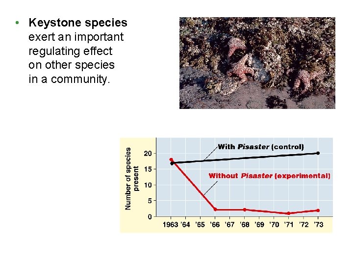 • Keystone species exert an important regulating effect on other species in a • Keystone species exert an important regulating effect on other species in a