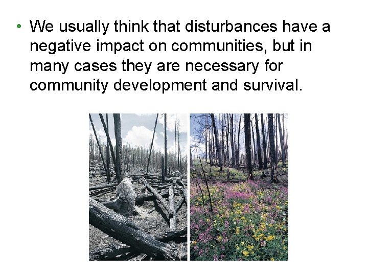 • We usually think that disturbances have a negative impact on communities, but • We usually think that disturbances have a negative impact on communities, but