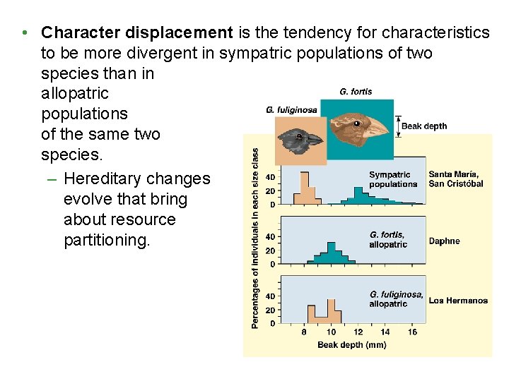 • Character displacement is the tendency for characteristics to be more divergent in • Character displacement is the tendency for characteristics to be more divergent in