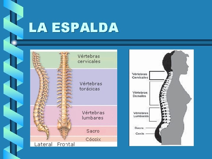 LA ESPALDA 