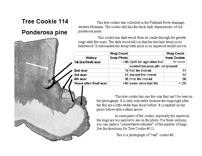 Tree Cookie 114 Ponderosa pine This tree cookie was collected in the Flathead River