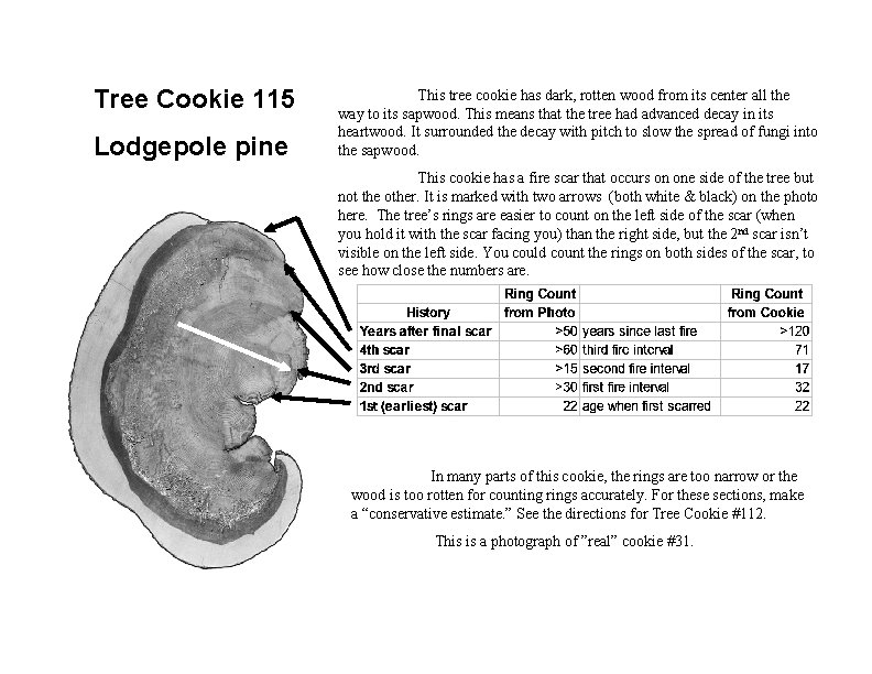 Tree Cookie 115 Lodgepole pine This tree cookie has dark, rotten wood from its