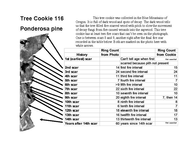 Tree Cookie 116 Ponderosa pine This tree cookie was collected in the Blue Mountains