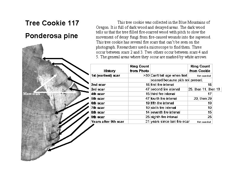 Tree Cookie 117 Ponderosa pine This tree cookie was collected in the Blue Mountains