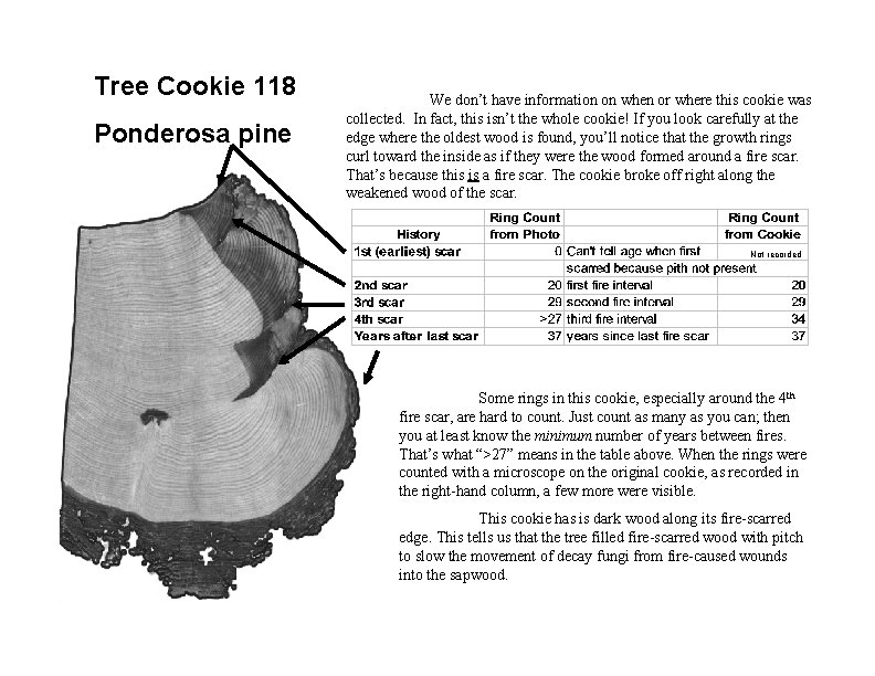 Tree Cookie 118 Ponderosa pine We don’t have information on when or where this