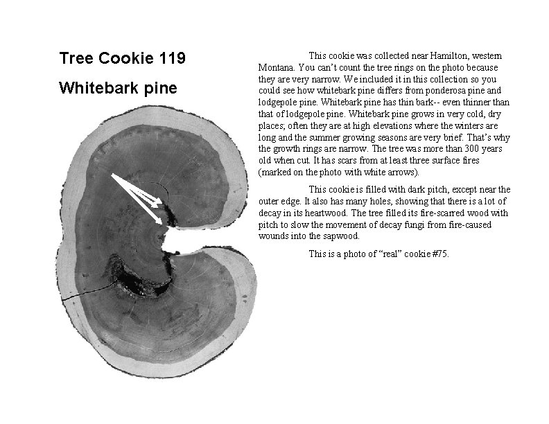 Tree Cookie 119 Whitebark pine This cookie was collected near Hamilton, western Montana. You